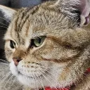 Bunni Executor Lead Dev